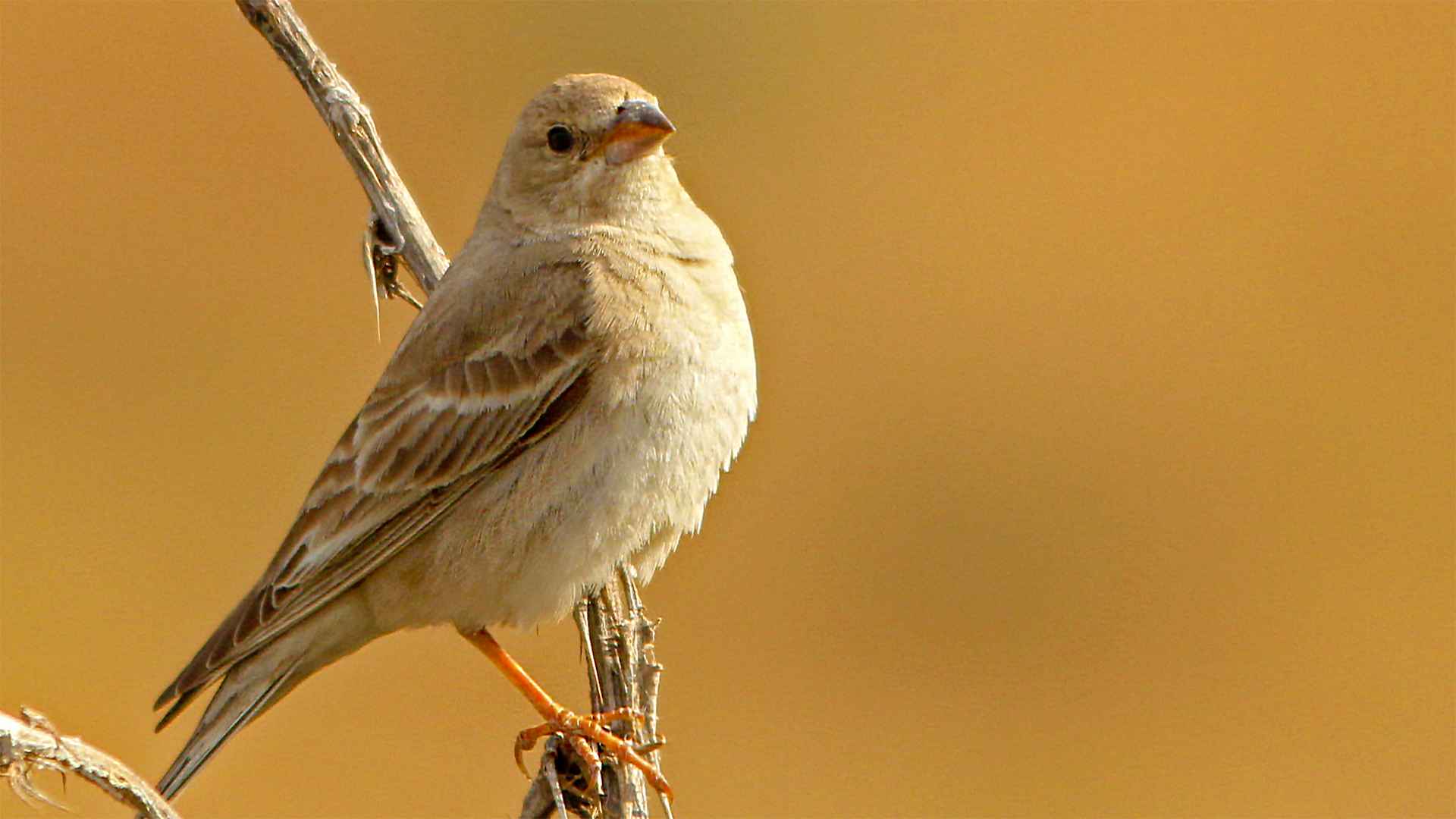 Pale Rockfinch